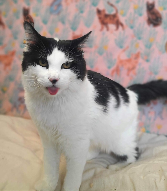 Picture of the Animal Listed